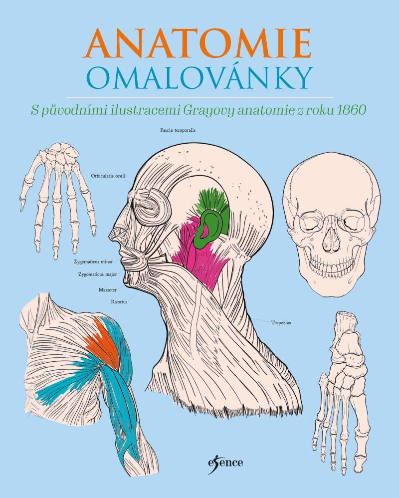 ANATOMIE OMALOVÁNKY