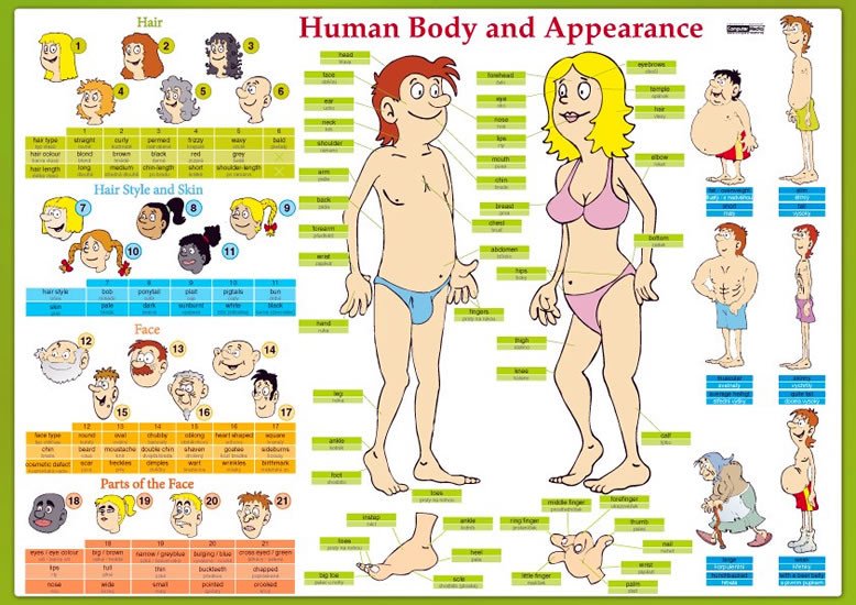 HUMAN BODY AND APPEARANCE - KARTA AJ