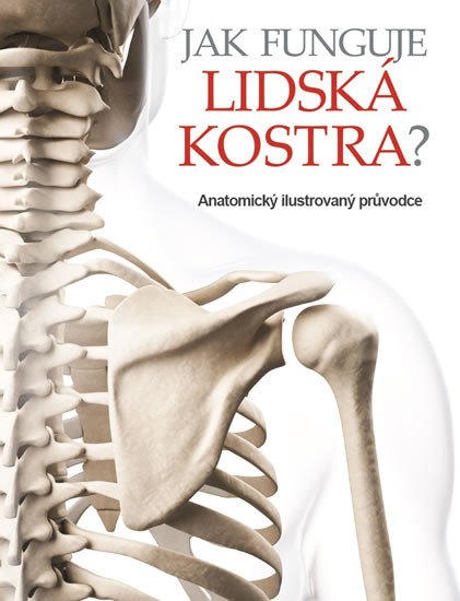 JAK FUNGUJE LIDSKÁ  KOSTRA?