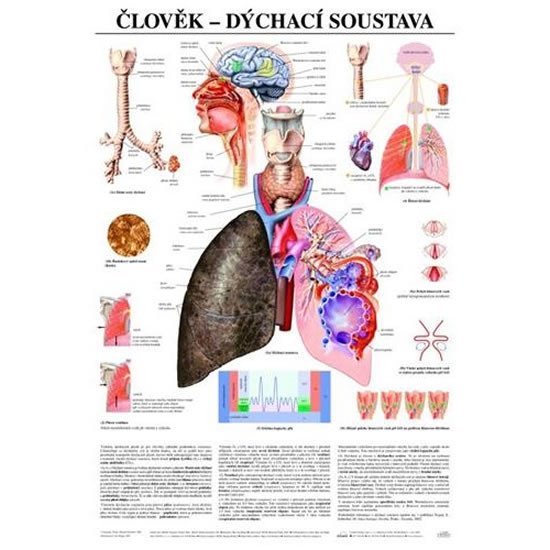 PLAKÁT ČLOVĚK DÝCHACÍ SOUSTAVA