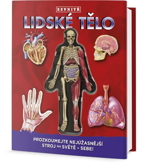 LIDSKÉ TĚLO ZEVNTIŘ