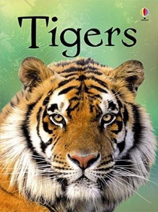 BEGINNERS TIGERS